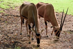 MOMBASA:FortJesus,OldCity,Giraffe,Ostrich,Oryx,WildlifeTour