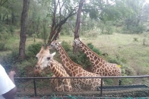 MOMBASA: Fort Jesus, gamlebyen, giraff, struts, oryx, eland, villtur