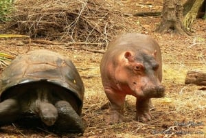 Mombasa: Private City Tour with Fort Jesus & Haller Park