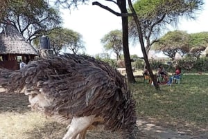 Mombasa Safari: Shimba Hills, Falls & Photography