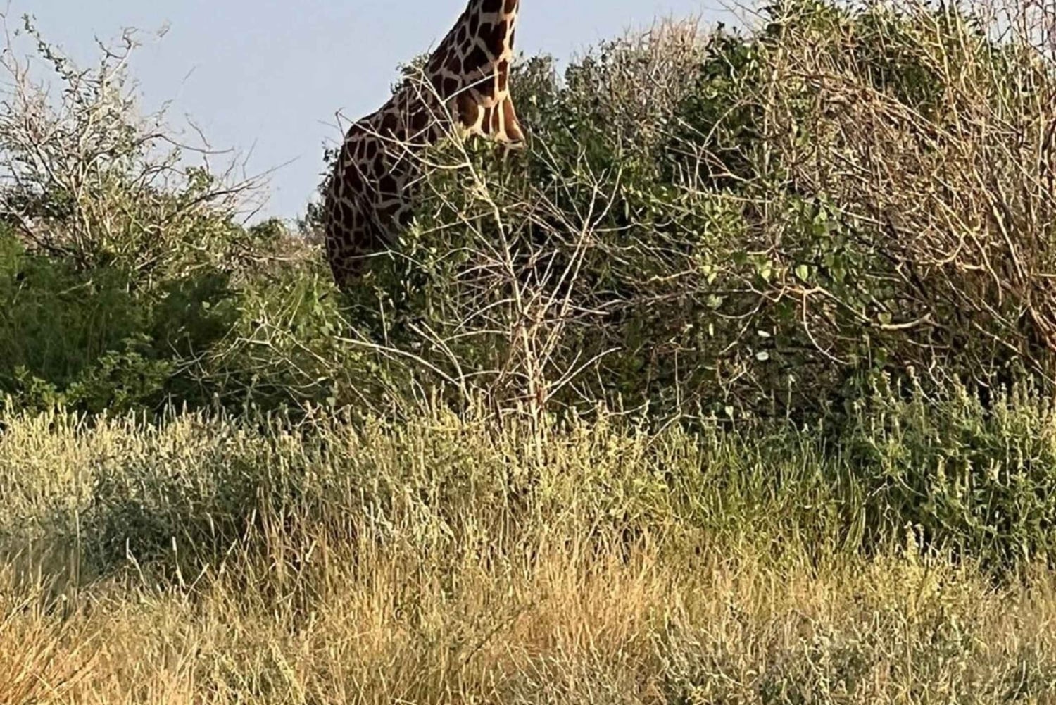 Mombasa : safari matinal et observation des animaux à Tsavo East
