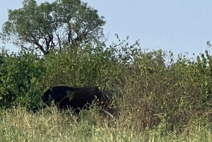 Mombasa : safari matinal et observation des animaux à Tsavo East