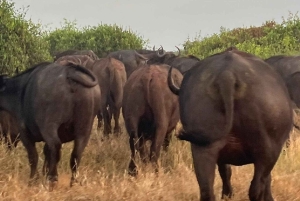 Mombasa : safari matinal et observation des animaux à Tsavo East