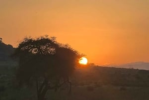 Mombasa : safari matinal et observation des animaux à Tsavo East