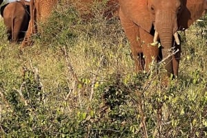 Mombasa : safari matinal et observation des animaux à Tsavo East
