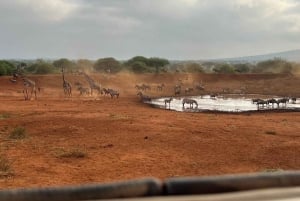 Mombasa : safari matinal et observation des animaux à Tsavo East