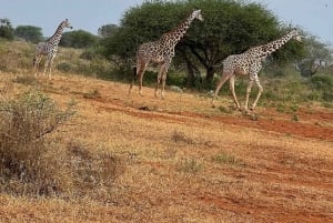 Mombasa : safari matinal et observation des animaux à Tsavo East