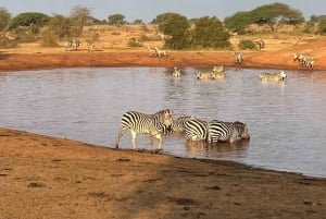 Mombasa : safari matinal et observation des animaux à Tsavo East