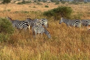 Mombasa : safari matinal et observation des animaux à Tsavo East