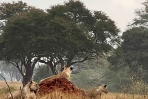 Mombasa : safari matinal et observation des animaux à Tsavo East