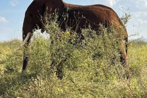 Mombasa : safari matinal et observation des animaux à Tsavo East