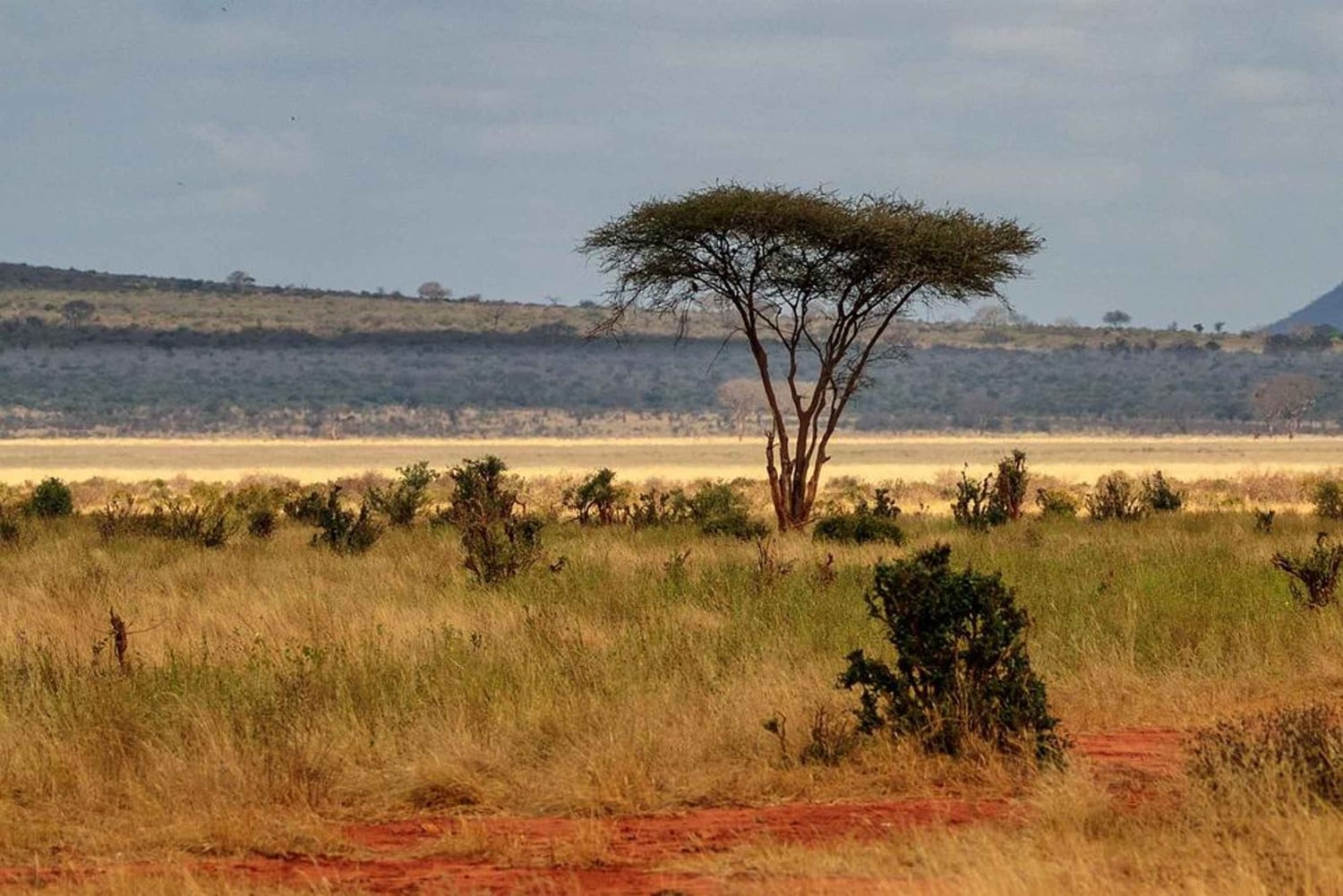 Mombasa: safari de un día por el Parque Nacional Tsavo East con almuerzo