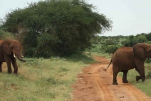 Mombasa: Tsavo East National Park dagstur