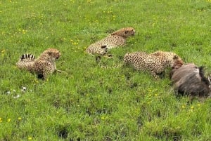 Mombasa: Tsavo East National Park päiväretki lounaalla.