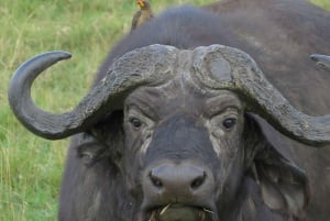 Mombasa: Tsavo East National Park päiväretki lounaalla.