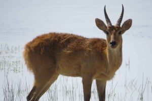 Mombasa: Tsavo East National Park päiväretki lounaalla.