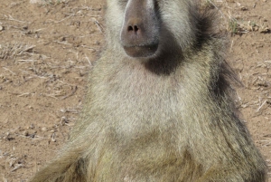 Mombasa: Tsavo East National Park päiväretki lounaalla.