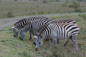 Mombasa: Tsavo East National Park päiväretki lounaalla.