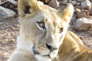 Mombasa: Tsavo East National Park päiväretki lounaalla.