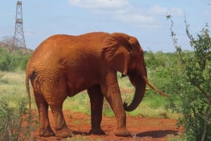 Mombasa: Tsavo East National Park päiväretki lounaalla.