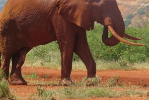 Mombasa: Tsavo East National Park päiväretki lounaalla.