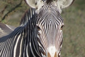 Mombasa: Tsavo East National Park päiväretki lounaalla.
