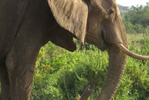 Mombasa: Tsavo East National Park päiväretki lounaalla.