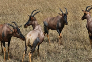 Mombasa: Tsavo East National Park päiväretki lounaalla.
