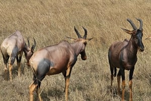 Mombasa: Tsavo East National Park päiväretki lounaalla.