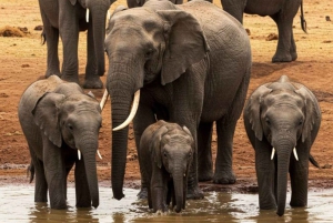 Момбаса: ночное сафари в национальном парке Цаво-Ист