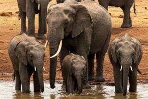 Mombasa: Övernattningssafari i Tsavo East National Park