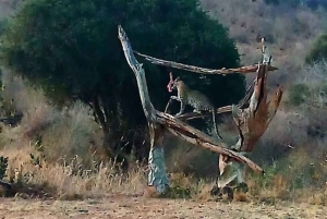 Mombasa: Övernattningssafari i Tsavo East National Park