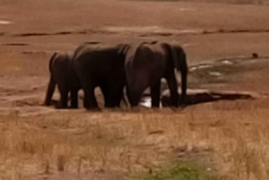 Mombasa: Övernattningssafari i Tsavo East National Park