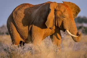 Mombasa: Tsavo Este Santuario Ngutuni Safari con noche incluida