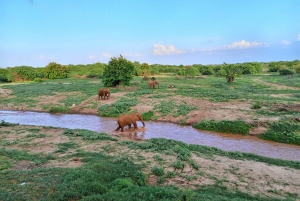 Mombasa: Tsavo East Ngutuni Sanctuary Overnight Safari