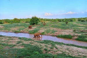 Mombasa: Tsavo Este Santuario Ngutuni Safari con noche incluida