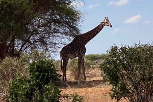 Mombasa: Tsavo East Ngutuni Sanctuary Overnight Safari
