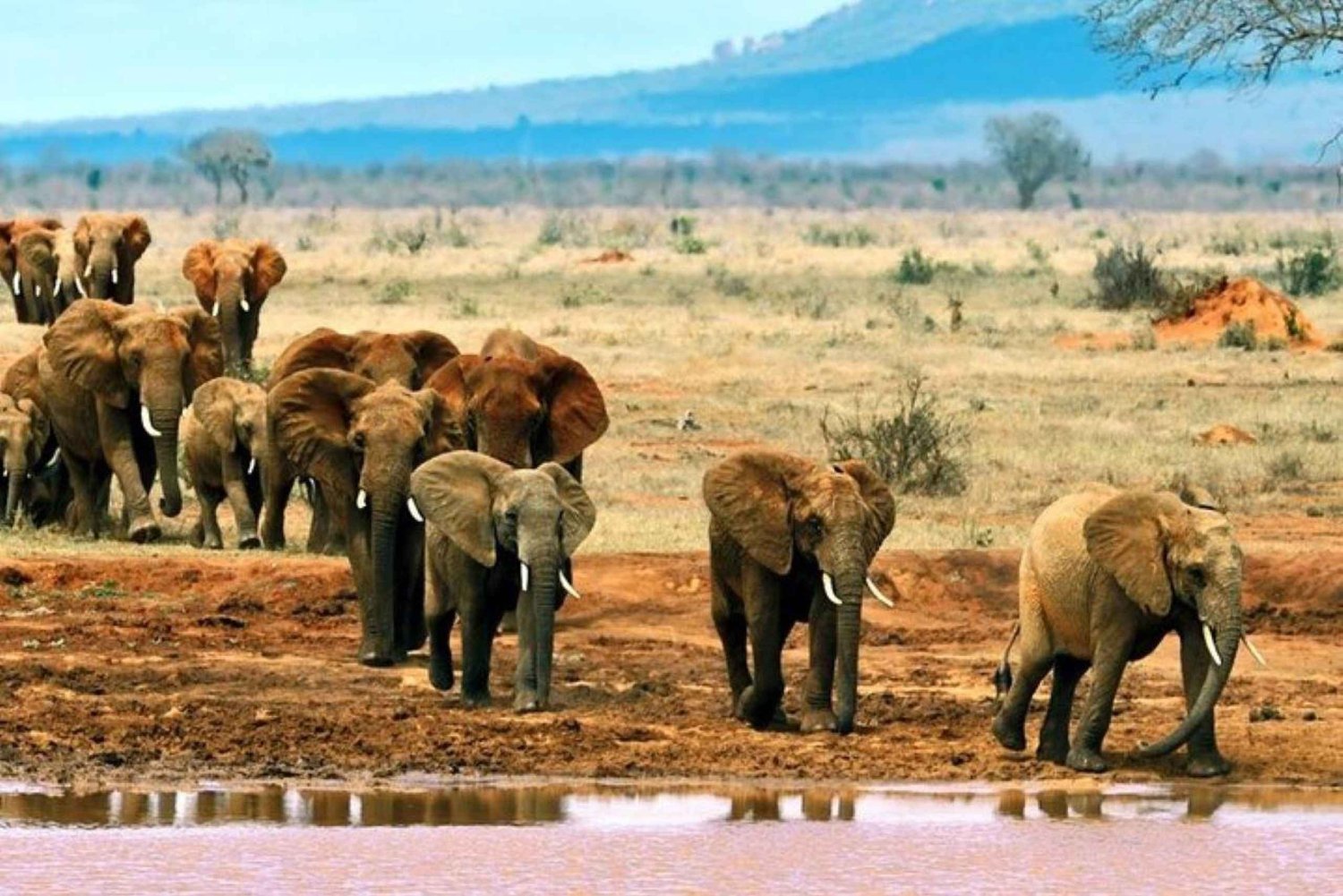 Mombasa: Tsavo East Parkin päiväretki vieraskielellä