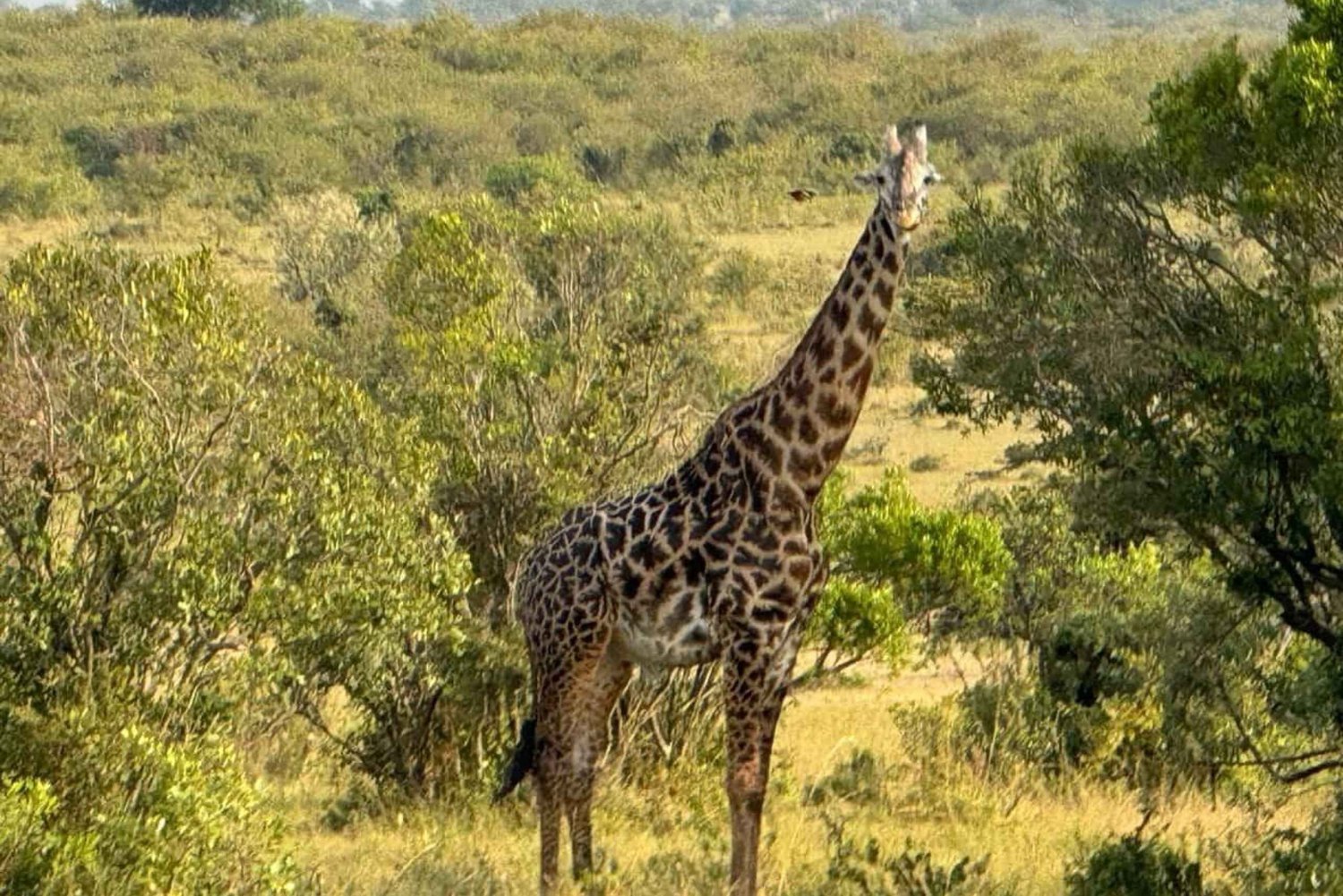 Mombasa: Tsavo West National Park Overnight Safari Trip