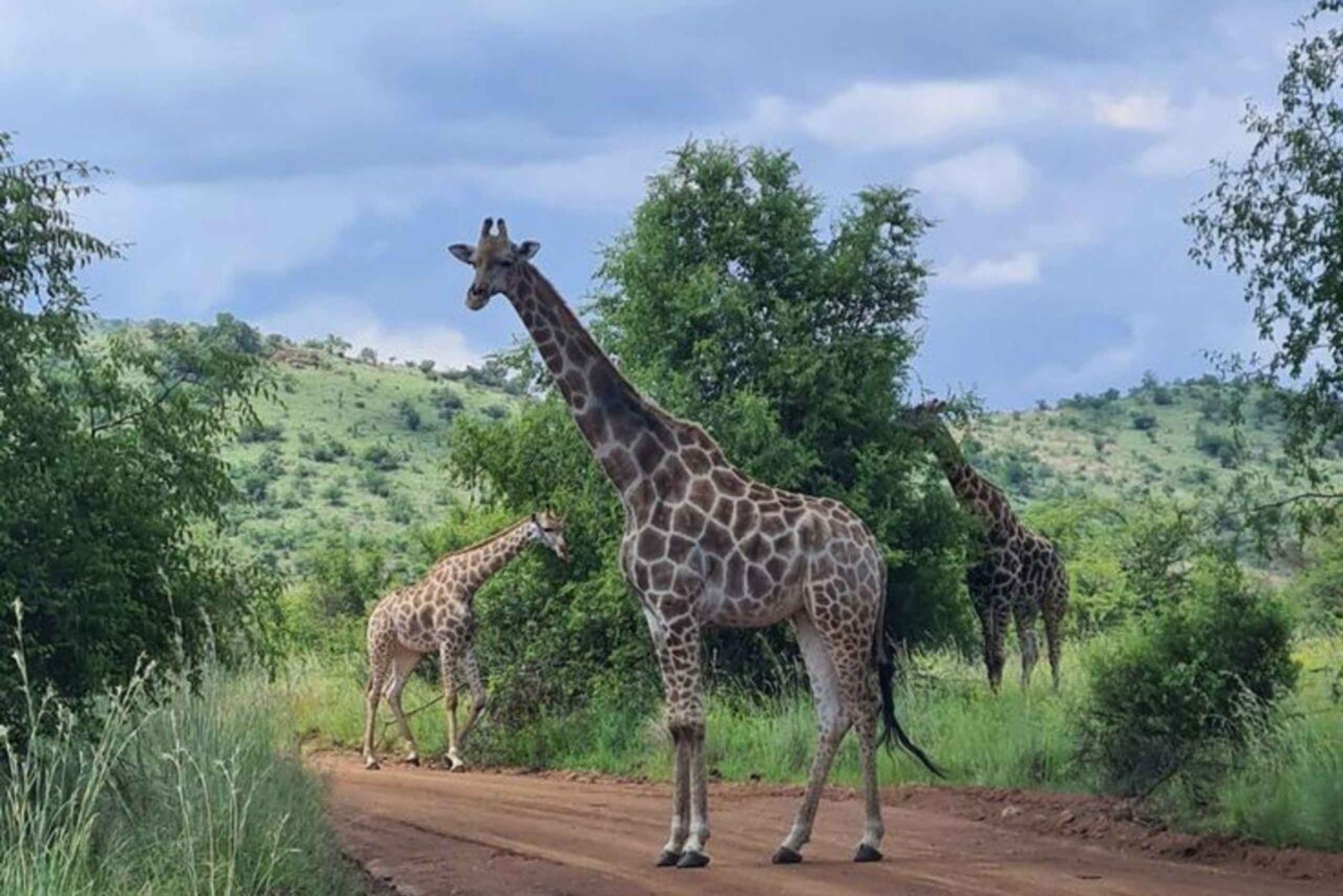 Mombasa: Tsavo West National Park Overnight Safari Trip