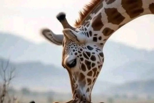 Mombasa: Tsavo West National Park Overnight Safari Trip