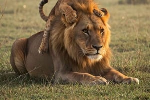 Mombasa: Tsavo West National Park Overnight Safari Trip