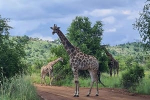 Mombasa: Tsavo West National Park Overnight Safari Trip