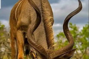 Mombasa: Tsavo West National Park Overnight Safari Trip