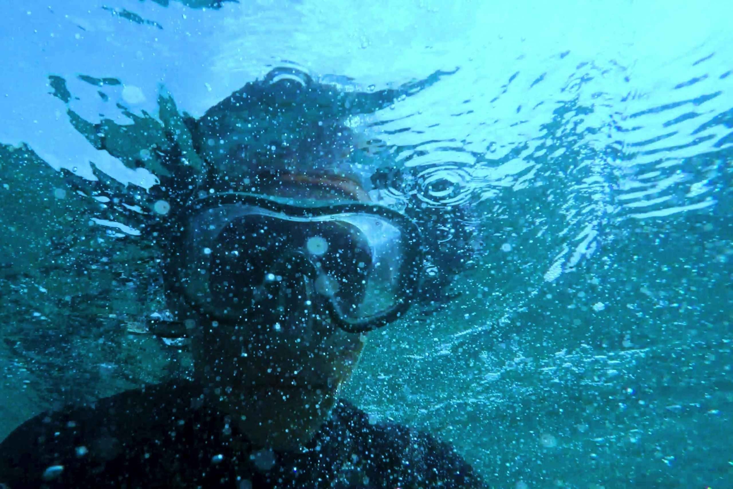 Mombasa: Wasini Dolphin Tour