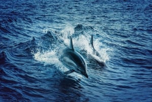 Mombasa: Wasini delfintur