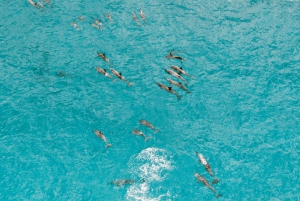 Mombasa: Wasini delfintur
