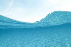 Mombasa: Wasini Dolphin Tour