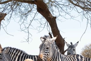 Moshi/Arusha: wycieczka 1-dniowa – dzika przyroda i wioska Masajów