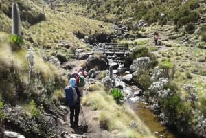 Mount Kenya: 5-dages vandretur via Chogoria-ruten
